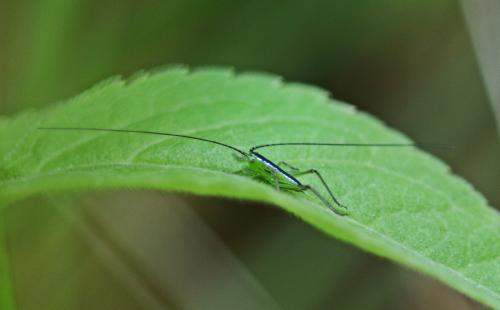 Réf. 263 512 : Conocephalus sp.